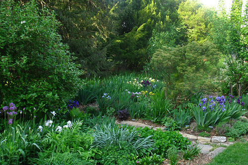 Lush cottage garden with iris and layered green plantings