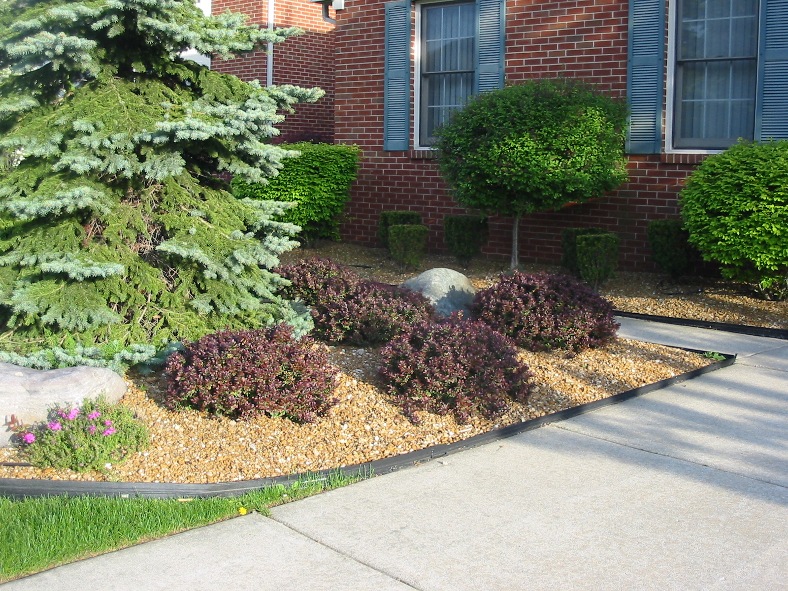 Formal foundation planting with evergreen and burgundy foliage